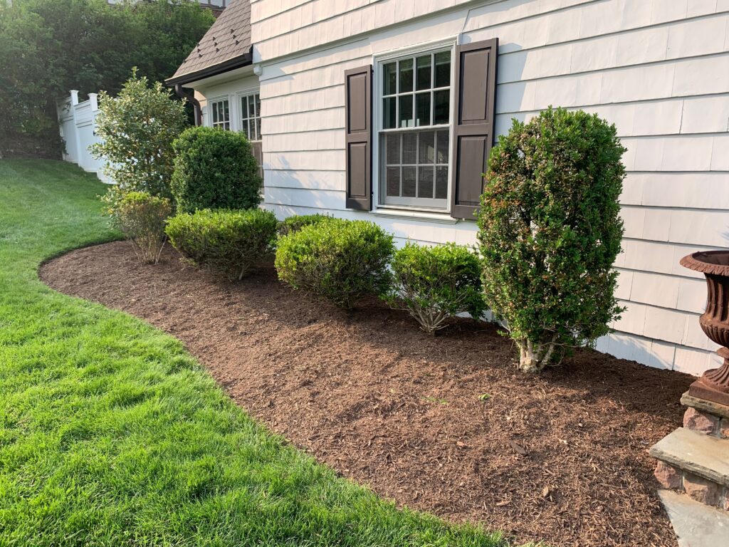 Fresh mulch bed with trimmed shrubs along a home foundation