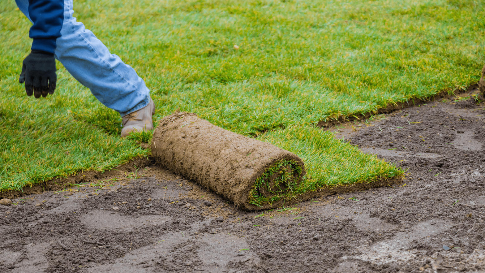 Sod roll being installed